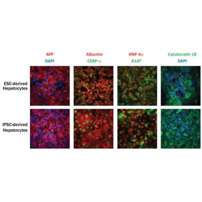 Differentiation Kit, StemXVivo Hepatocyte, 1 Kit