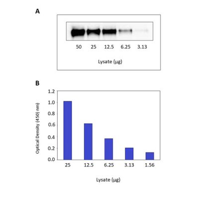 ELISA Kit, Human Phospho-EGFR DuoSet IC ELISA, 1 Pack (for 15 Plates)