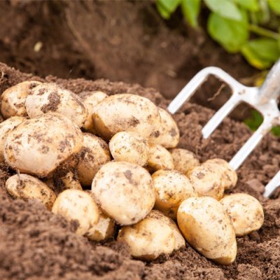 Kapiteyn Seed Potato - 2kg