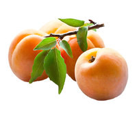 Apricot (Pack)
