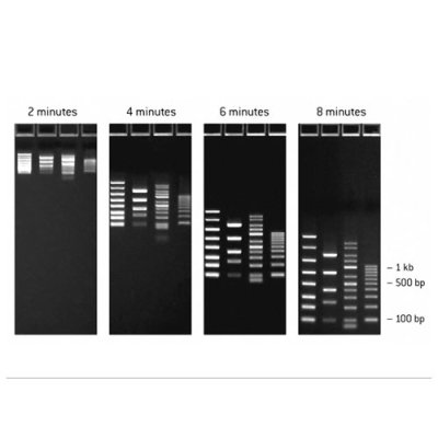 FlashGel&reg; DNA Marker, 100 bp - 4 Kb