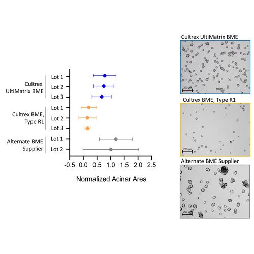 Cell Culture Matrix, Cultrex UltiMatrix Reduced Growth Factor Basement Membrane Extract, 10 ml