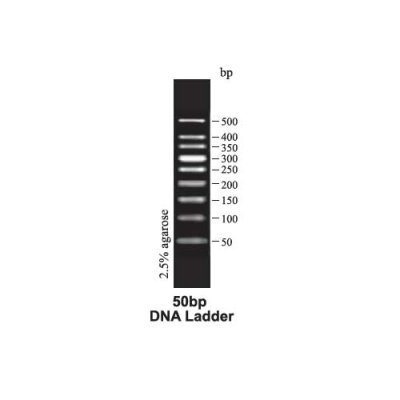 Tiangen 50bp DNA Ladder for molecular weight determination