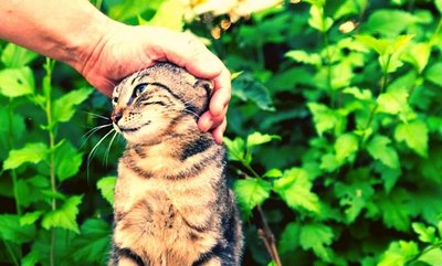 Competition time! Giving thanks to our four-legged therapists