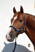 Halter Dublin Cob Black/Silver