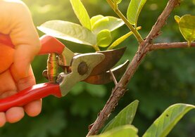 Garden Tools & Accessories