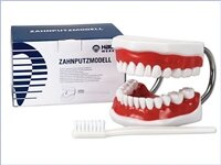 Hager Werken Teeth Study Model Demo Toothbrush - DMI Dental Consumables Ireland - Next Day Delivery