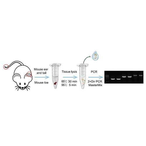 PCR Kit, Mouse Tissue Direct PCR Kit, GKG205-01, 20µl x 50 rxn