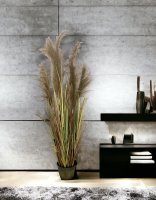 6ft High Pampas Grass in Metal Pot Beige