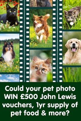 arden grange cat food 4kg