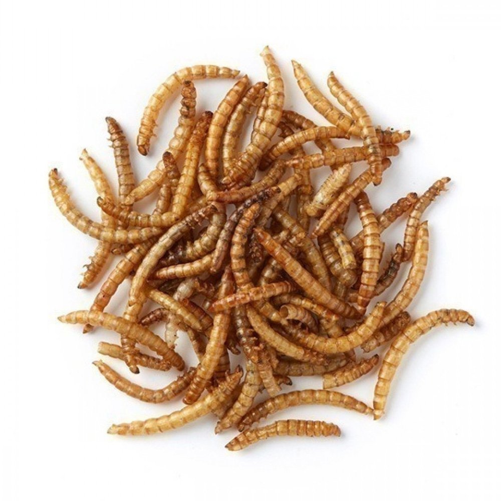 Mealworms Bulk 12.55kg
