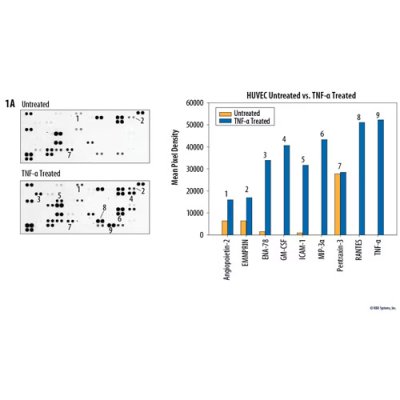 Array Kit, Proteome Profiler Human XL Cytokine Array Kit, 1 Kit