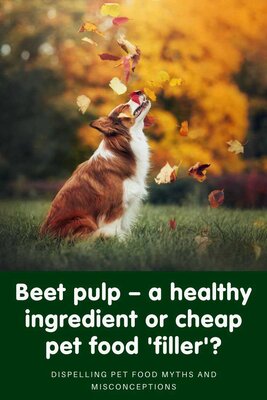beet pulp for dogs
