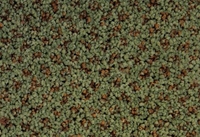 SPECTRUM DOT 438730 4M