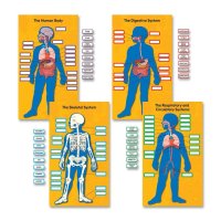 Bulletin Board - The Human Body