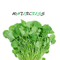 Water Cress