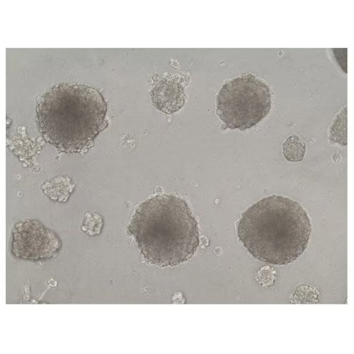 Cell Culture Matrix, Cultrex Reduced Growth Factor Basement Membrane Extract, Type 2, Select, 5 ml