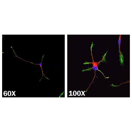 Stem Cells, GMP N-2 MAX Media Supplement (100X), Animal-free, 5mL