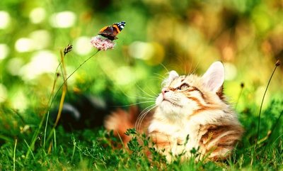 Summer allergies in cats and dogs