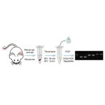 PCR Kit, Mouse Tissue Direct PCR Kit, GKG205-01, 20µl x 50 rxn