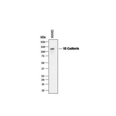 Antibody, Human VE-Cadherin Antibody, 100 &micro;g