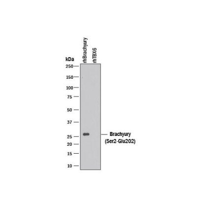 Antibody, Human/Mouse Brachyury Antibody, 100 &micro;g
