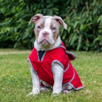 Ancol All Weather Stormguard Dog Coat X-Small 25cm Poppy Red x 1