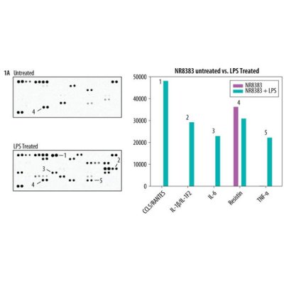 Assay Kit, Proteome Profiler Rat XL Cytokine Array, 1 Kit