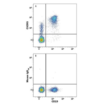 Antibody, Human CXCR5 APC-conjugated Antibody, Clone 51505, 100 tests
