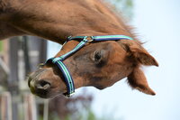 Foal Halter Dublin Striped/Navy