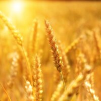 a field of golden wheat stems with sun shining in the background