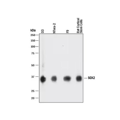 Antibody, Human/Mouse/Rat SOX2 Antibody, 100 &micro;g