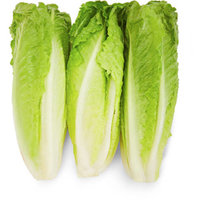 Cos Lettuce (Romaine)