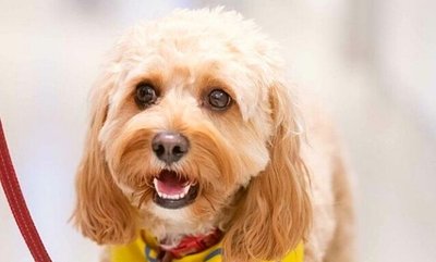 Pets As Therapy are working from home