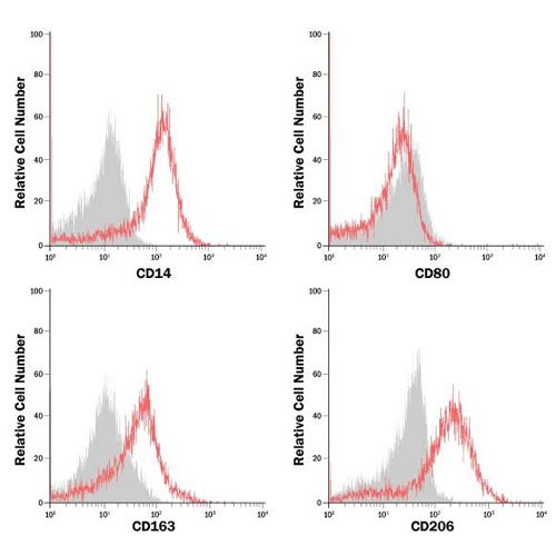 Differentiation Kit, CellXVivo Human M2 Macrophage Differentiation Kit, 1 Kit