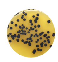 Baird Parker Agar 90mm PP Plates PK10