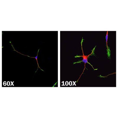 Stem Cells, GMP N-2 MAX Media Supplement (100X), Animal-free, 5mL