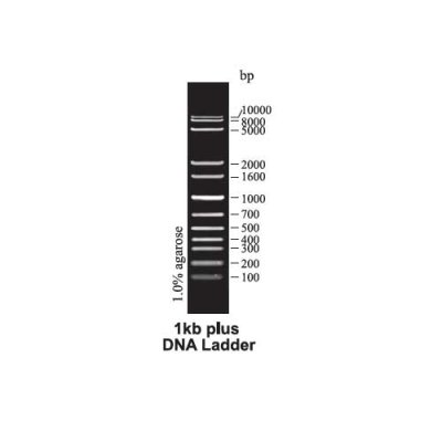 Tiangen 1kb Plus DNA Ladder for large DNA fragment analysis