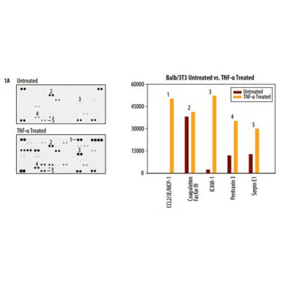 Array Kit, Proteome Profiler Mouse XL Cytokine Array, 1 Kit