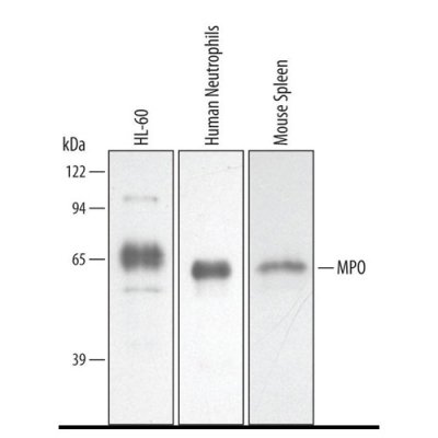 Antibody, Human/Mouse Myeloperoxidase/MPO Antibody, 100 &micro;g