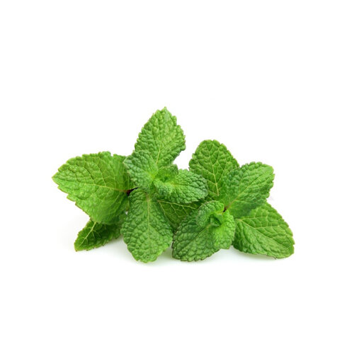 Fresh Mint Box Redstar Foodservice Ltd Premier Food Distribution