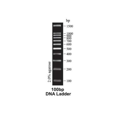 Tiangen 100bp DNA Ladder for DNA fragment size analysis