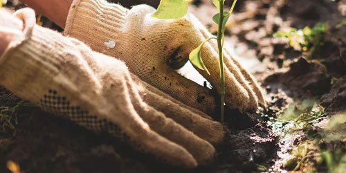 Plant Care