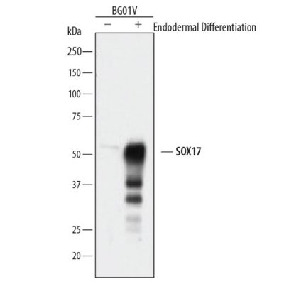 Antibody, Human SOX17 Antibody, 100 &micro;g