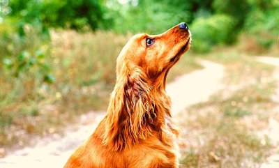 Feeding dogs with kidney disease