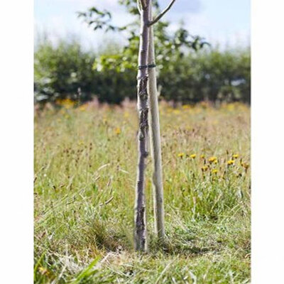 Tree Stakes - Softwood Round 240 cm