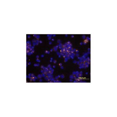 Antibody, Human CCL3/MIP-1 alpha Biotinylated Antibody, 50 &micro;g