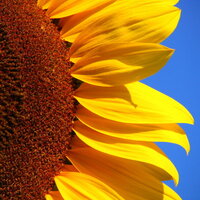 a close up of a bright yellow sunflower with soft petals against a bright blue background
