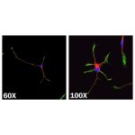 Stem Cells, GMP N-2 MAX Media Supplement (100X), Animal-free, 5mL