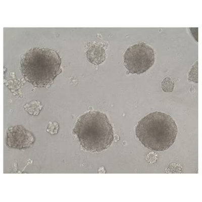 Cell Culture Matrix, Cultrex Reduced Growth Factor Basement Membrane Extract, Type 2, Select, 5 ml